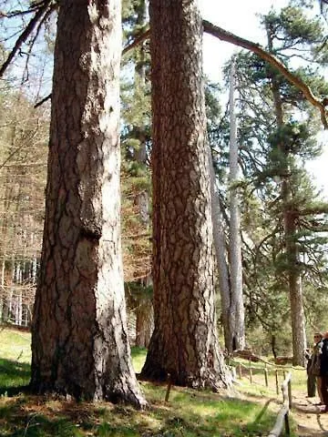 农家乐 Agriturismo Fonte Madonna Crosia